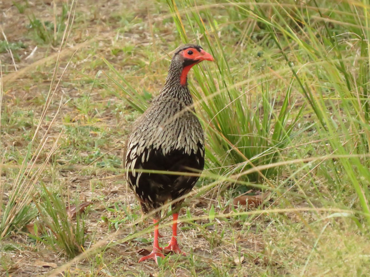 Red-necked Spurfowl - Christian Cholette