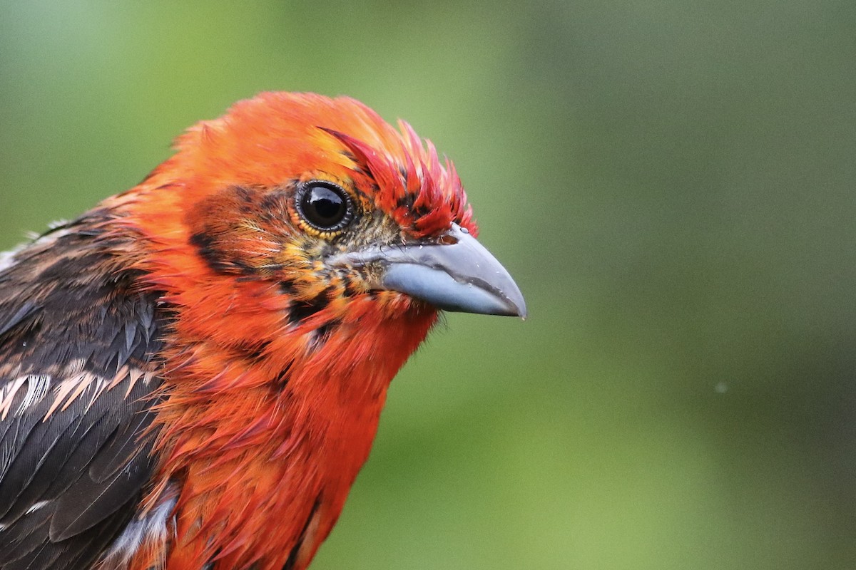 Flame-colored Tanager - Anonymous