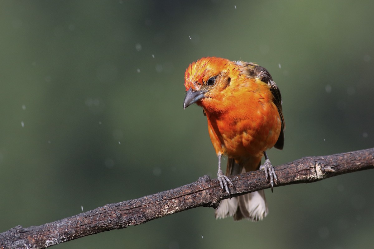 Flame-colored Tanager - Anonymous