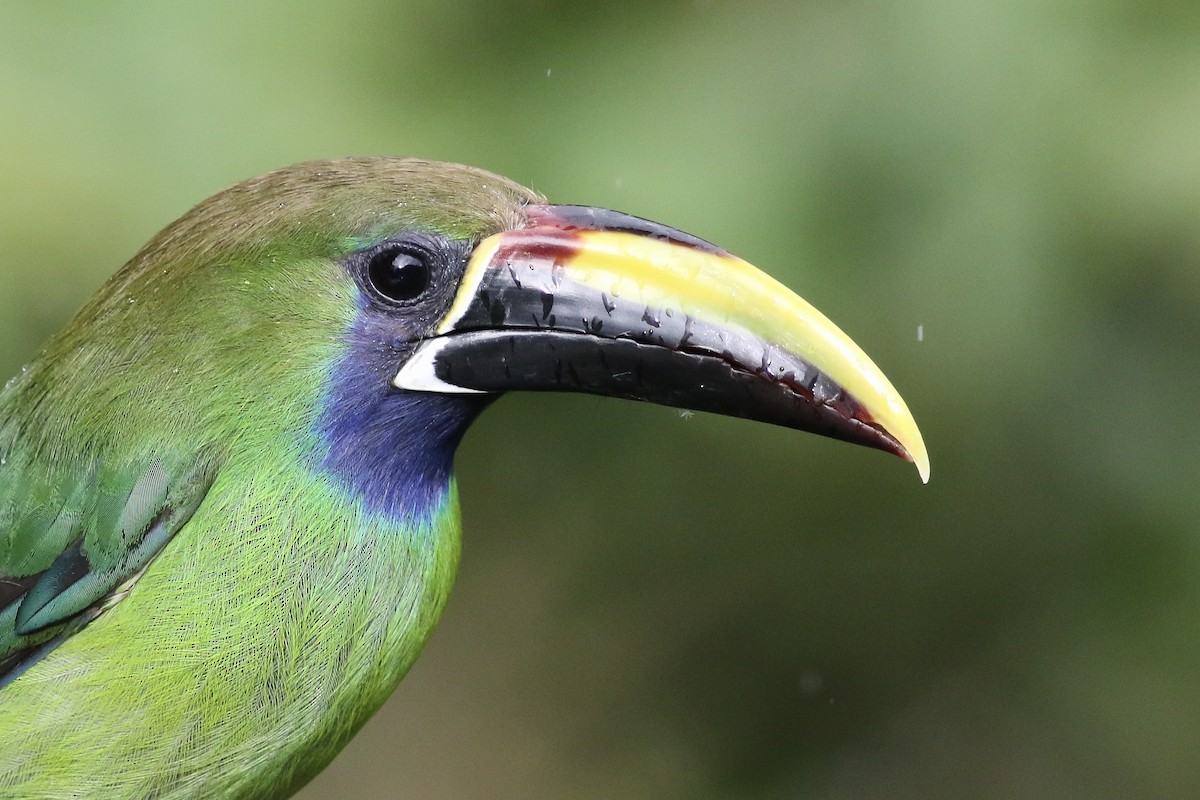 Northern Emerald-Toucanet - Anonymous