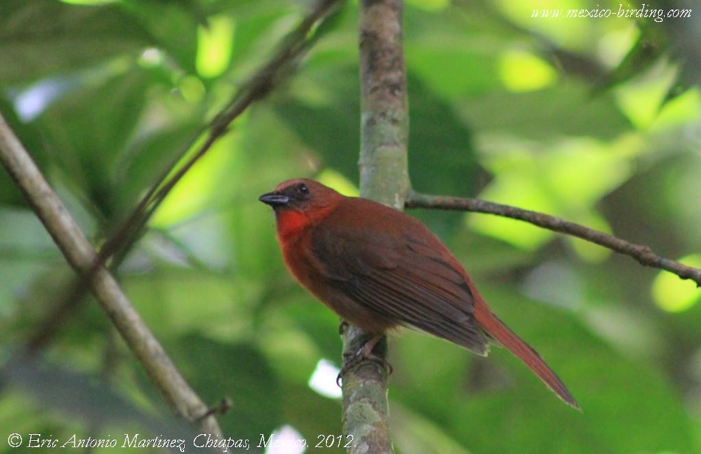 Red-throated Ant-Tanager - ML163038411