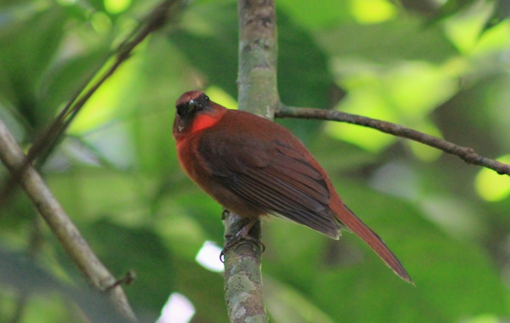 Red-throated Ant-Tanager - ML163038441