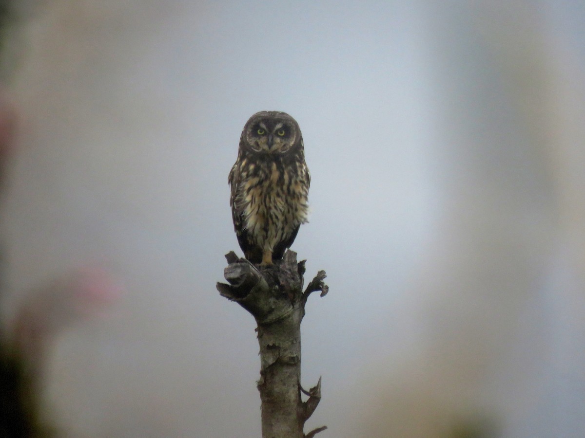 Short-eared Owl - Edison🦉 Ocaña