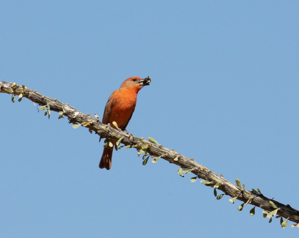 Hepatic Tanager - ML163044001