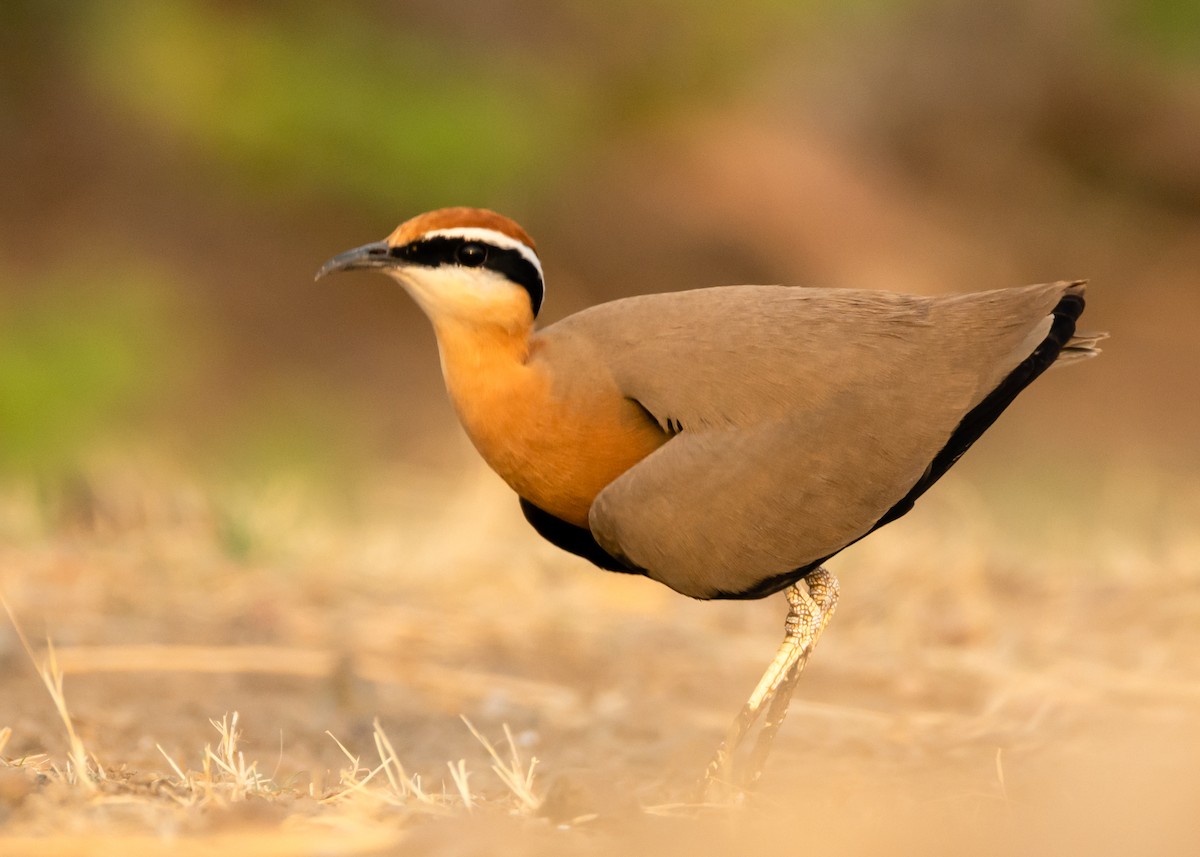 Indian Courser - ML163045771