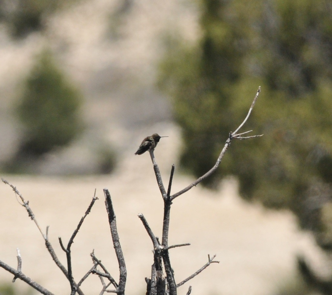 Black-chinned Hummingbird - Scott Somershoe