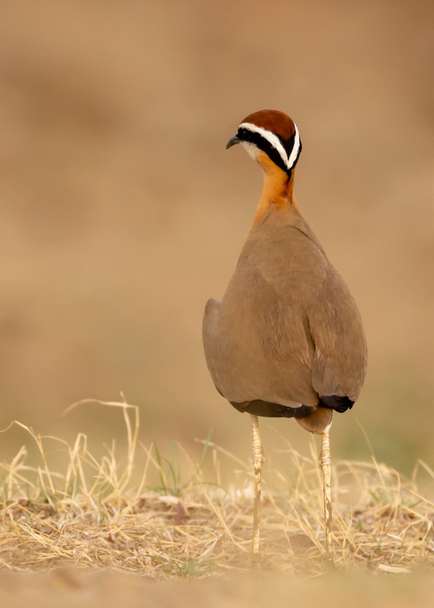 Indian Courser - ML163046641