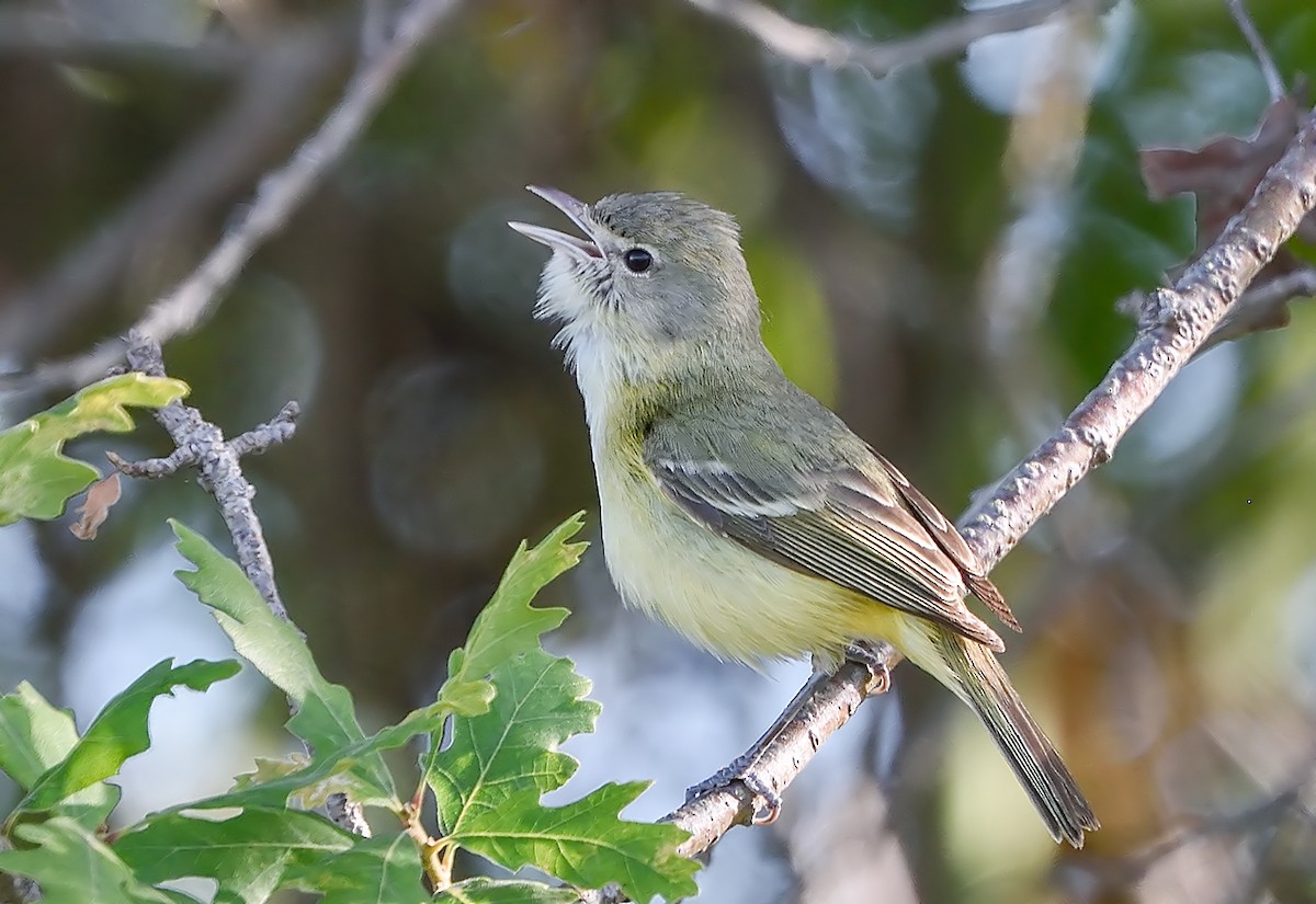 Bell's Vireo (Eastern) - Jerry Ting