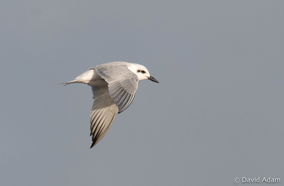 Gull-billed Tern - David Adam