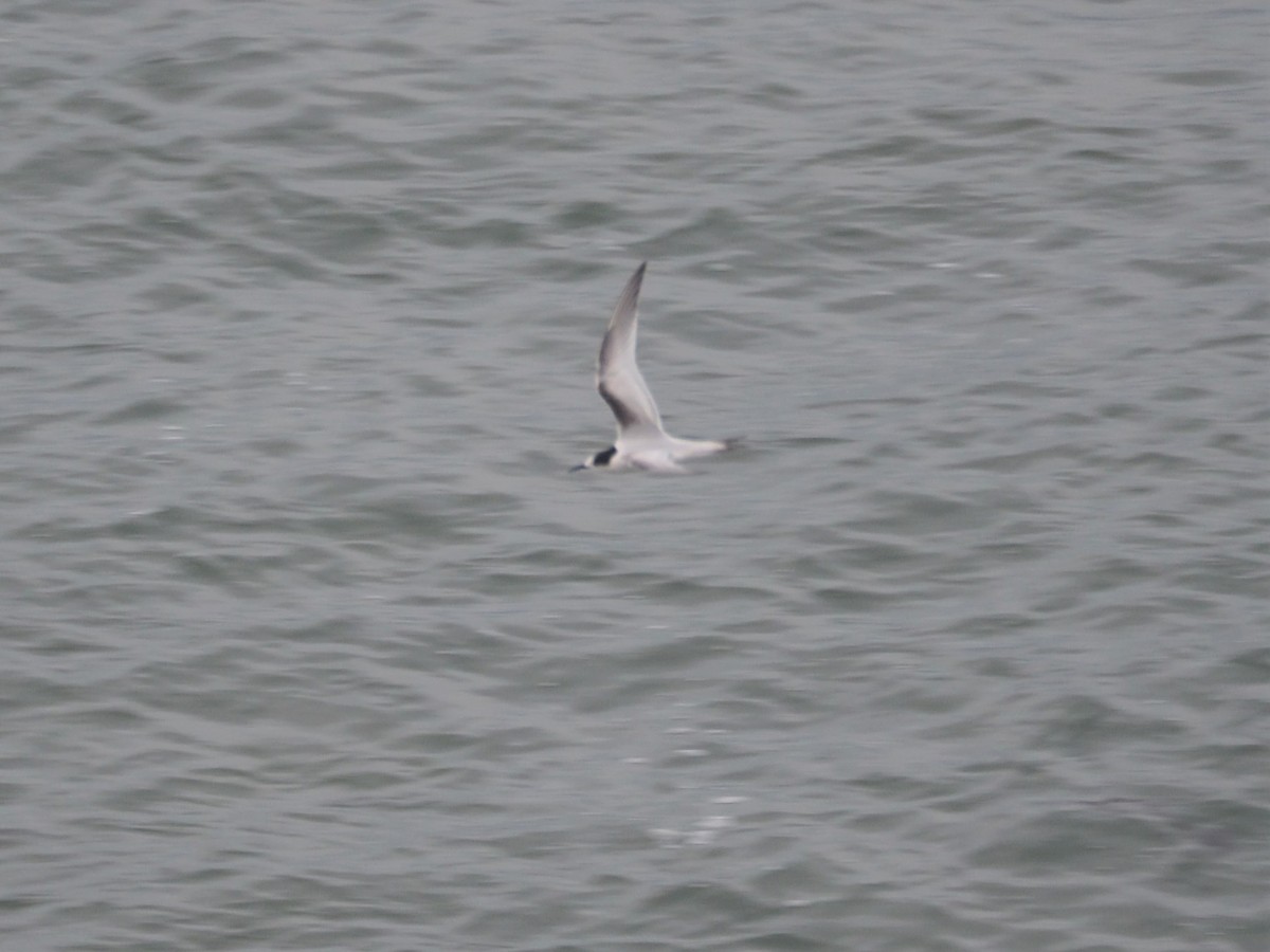 White-fronted Tern - ML163054001