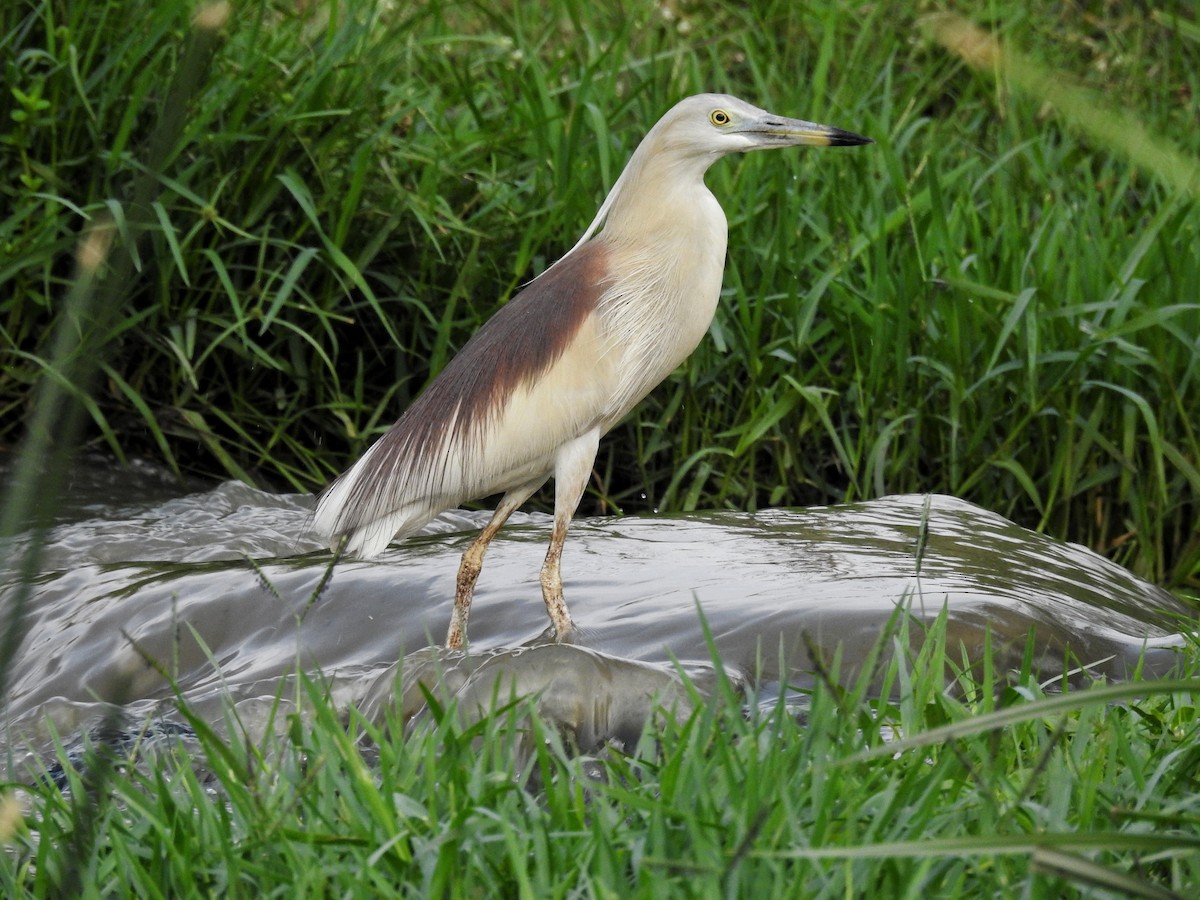 Indian Pond-Heron - Abhijeet Rasal
