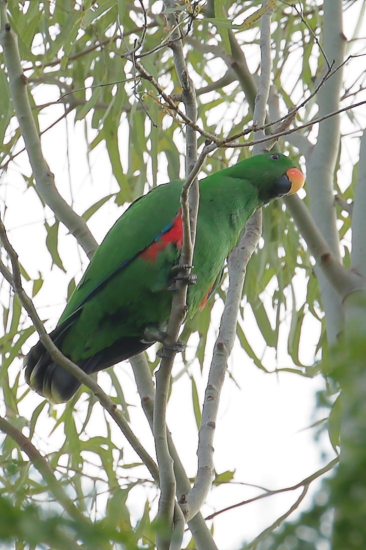 Papuan Eclectus - Keith & Lindsay Fisher