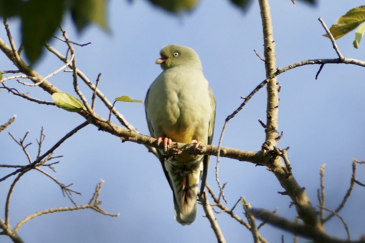 African Green-Pigeon - ML163056441