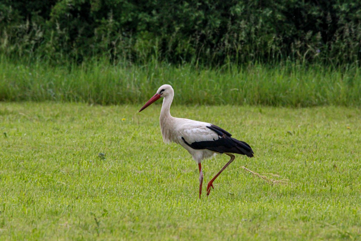 White Stork - ML163062601