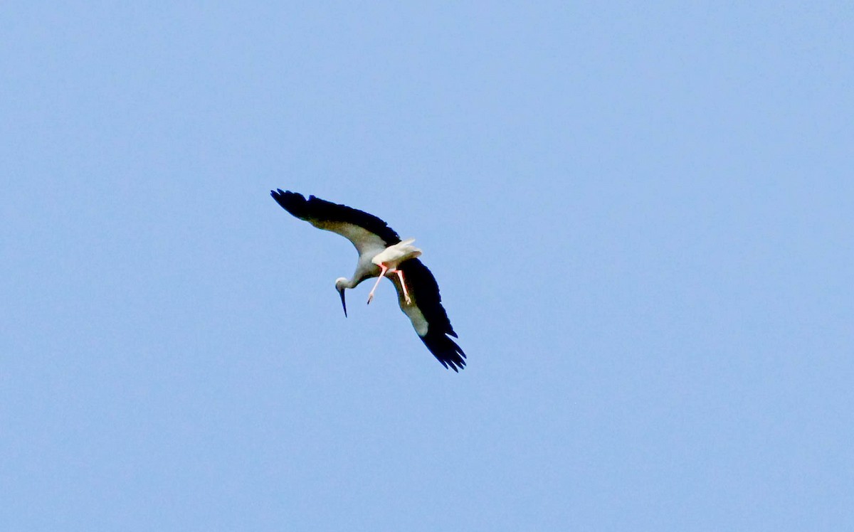 White Stork - ML163062631