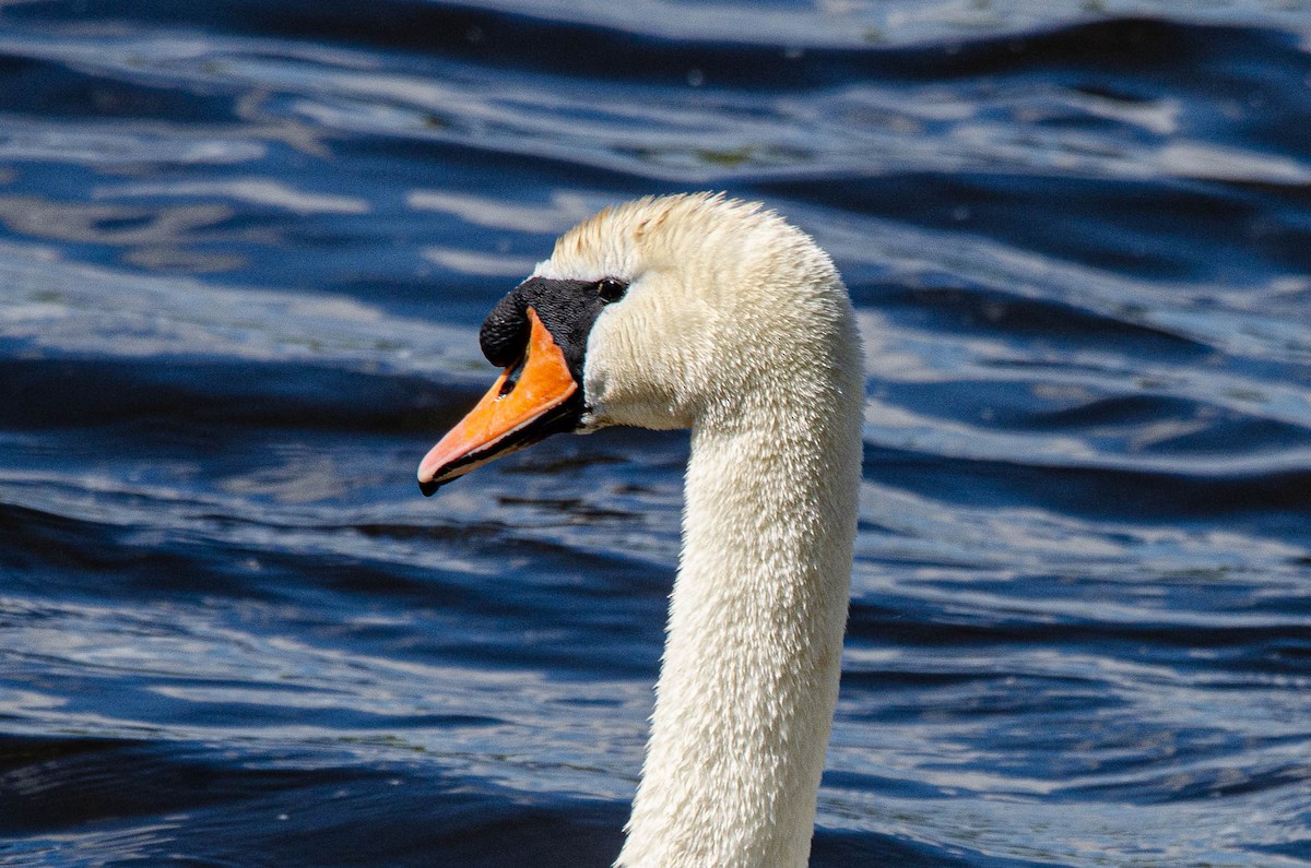 Mute Swan - Antoon De Vylder