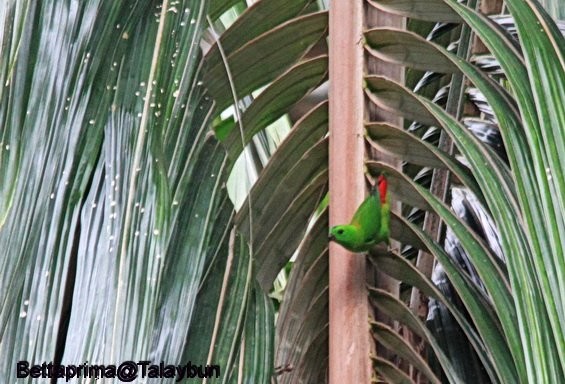 Blue-crowned Hanging-Parrot - Krit Adirek