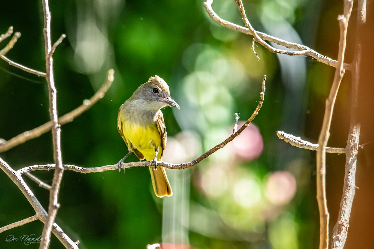 Great Crested Flycatcher - ML163069901