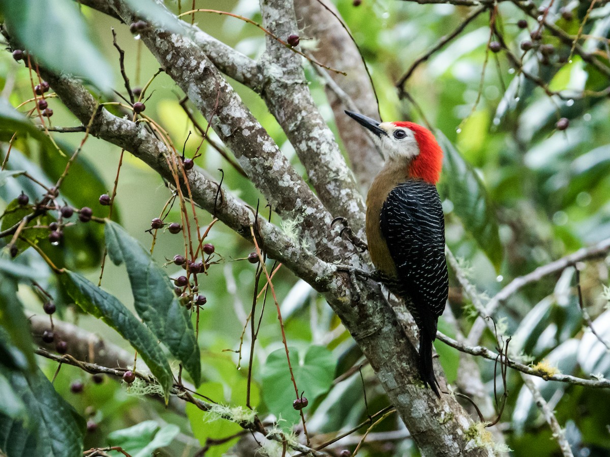 Jamaican Woodpecker - ML163070501
