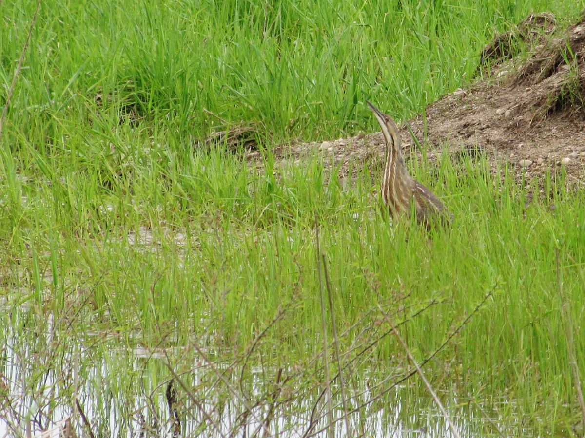 American Bittern - Suzanne Maillé COHL