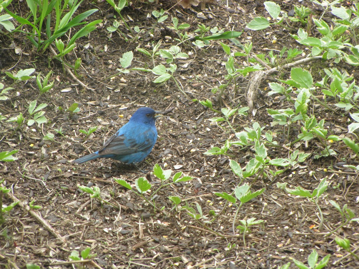 Indigo Bunting - Suzanne Maillé COHL