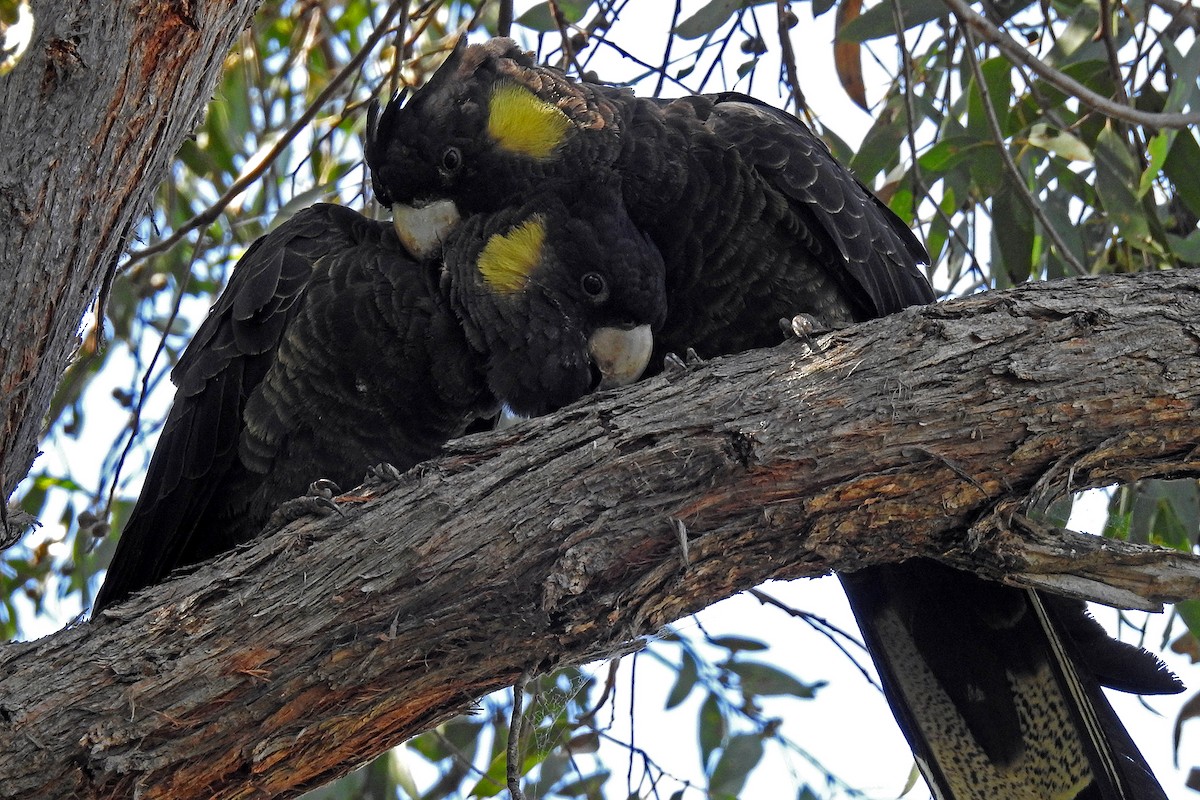 Yellow-tailed Black-Cockatoo - ML163076291