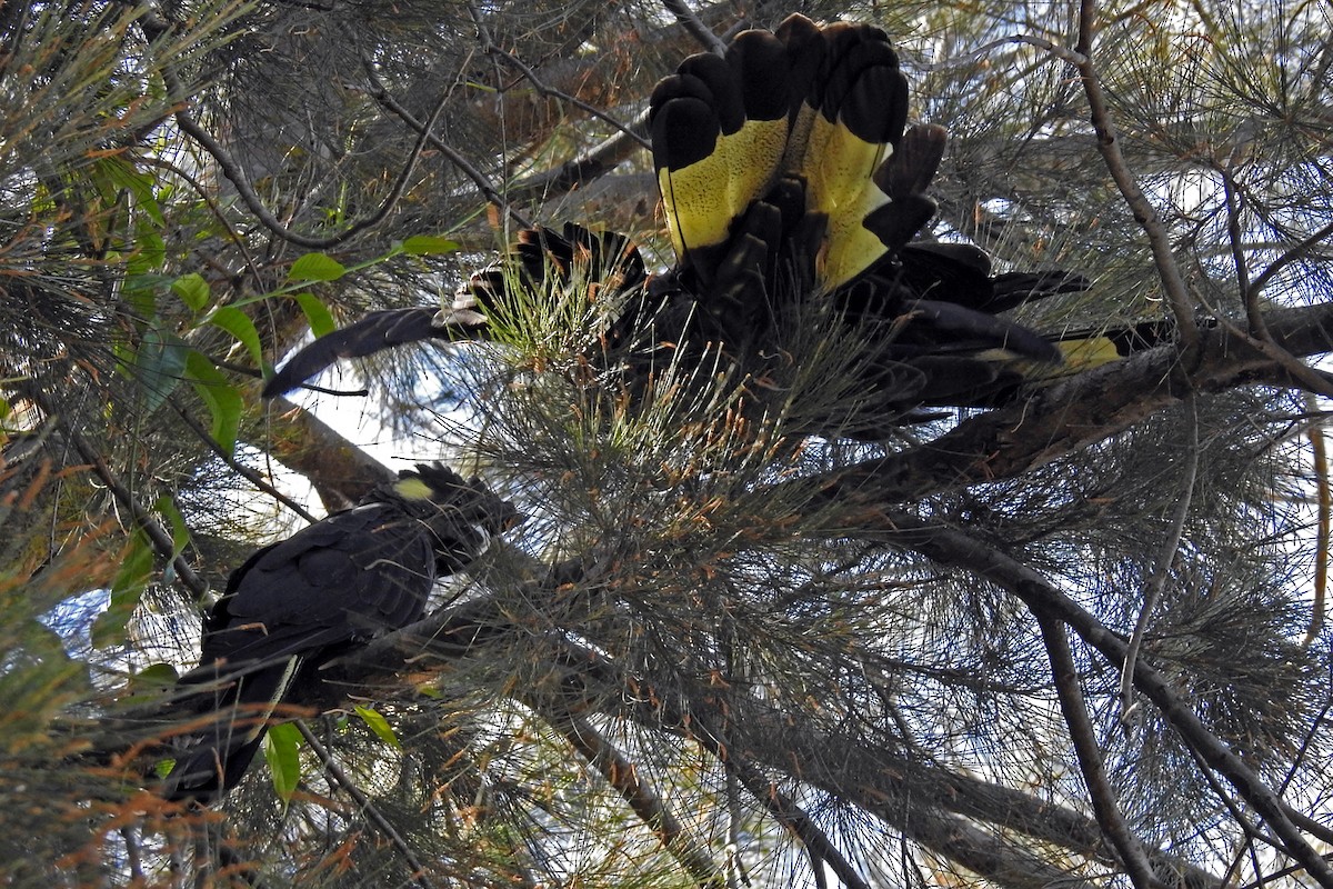 Yellow-tailed Black-Cockatoo - ML163076311