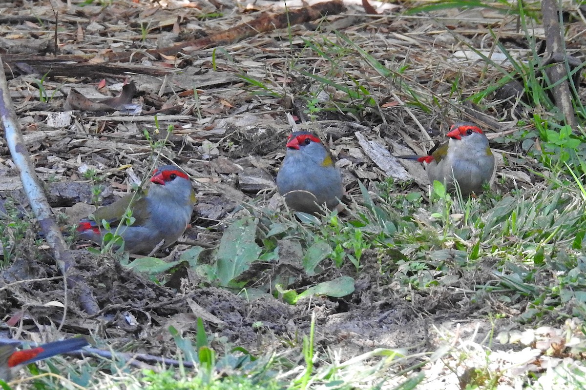 Red-browed Firetail - ML163076691