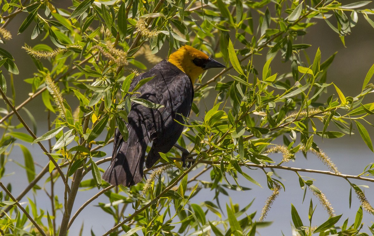Yellow-headed Blackbird - ML163077091