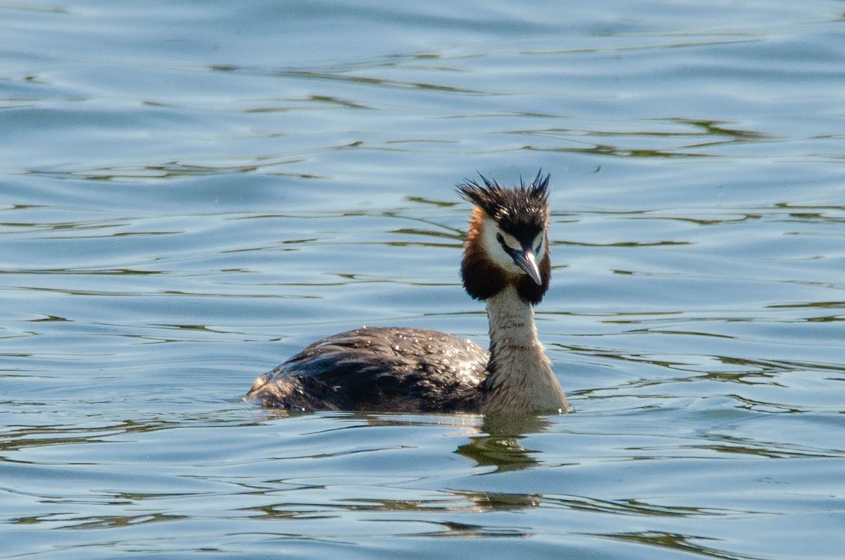 Great Crested Grebe - ML163077961