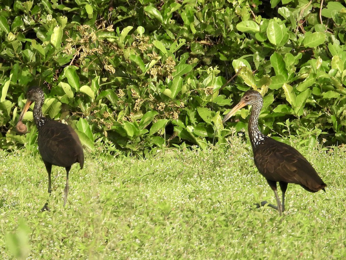 Limpkin (Brown-backed) - ML163080821