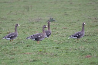 Greater White-fronted Goose, ML163082471
