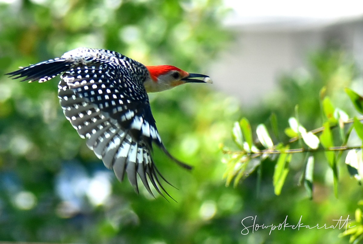 Red-bellied Woodpecker - ML163084301
