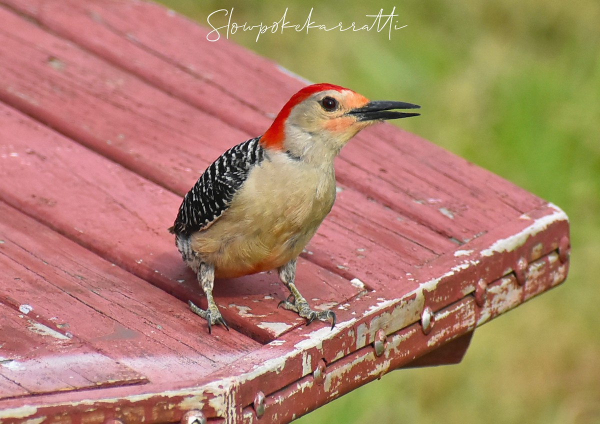 Red-bellied Woodpecker - ML163084311