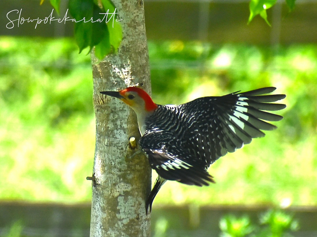 Red-bellied Woodpecker - ML163084321