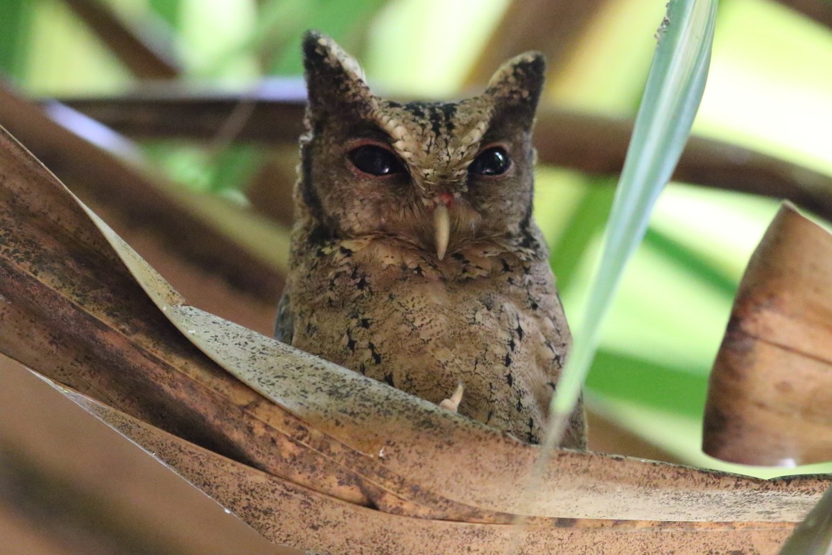 Sunda Scops-Owl - Fadzrun A.