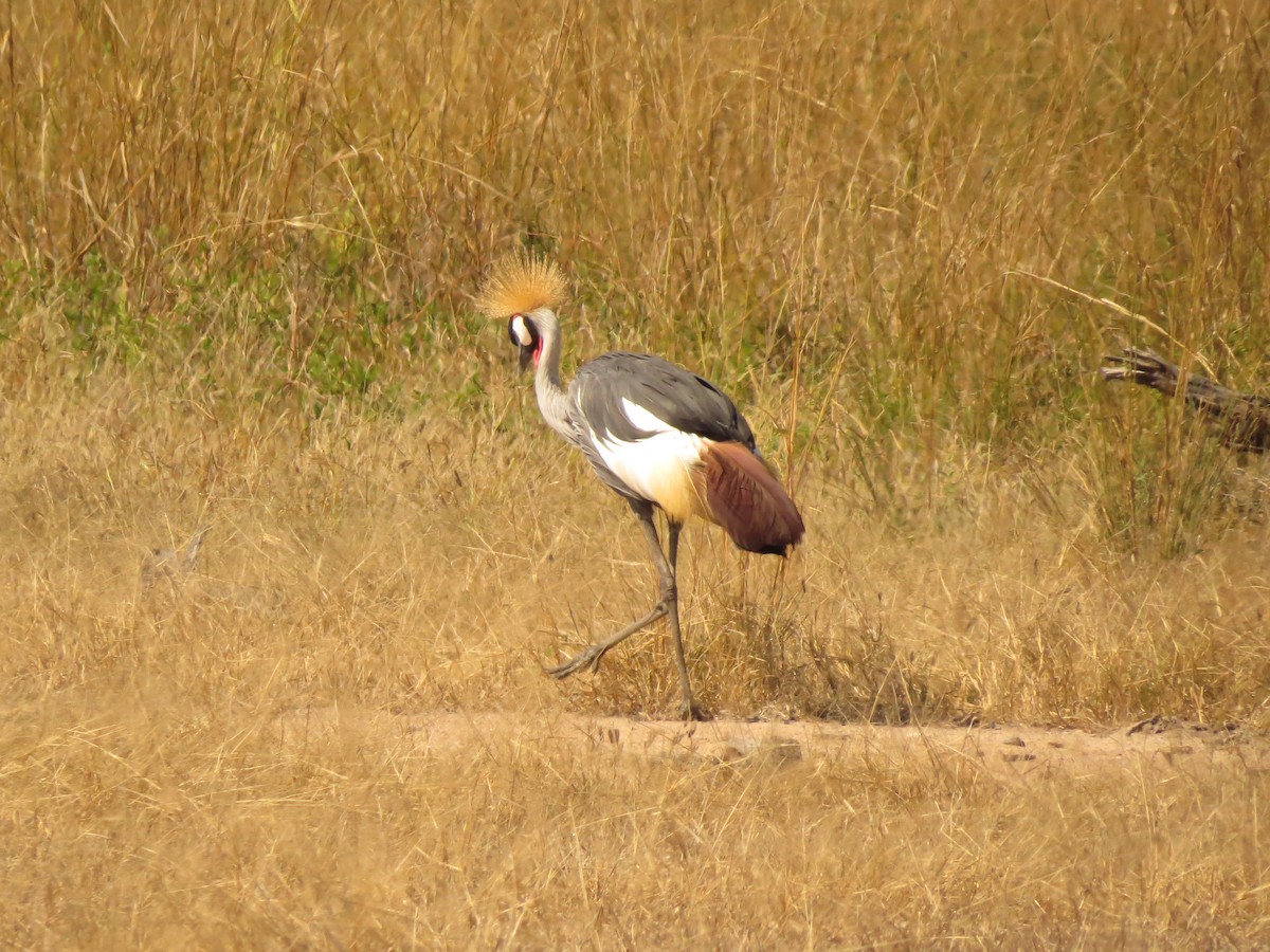 Gray Crowned-Crane - Christian Cholette