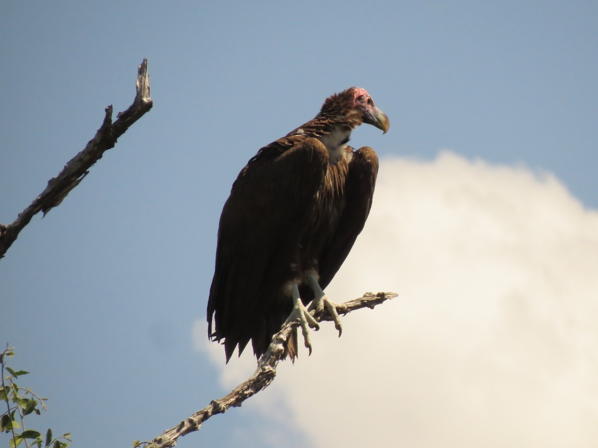 Lappet-faced Vulture - ML163088941