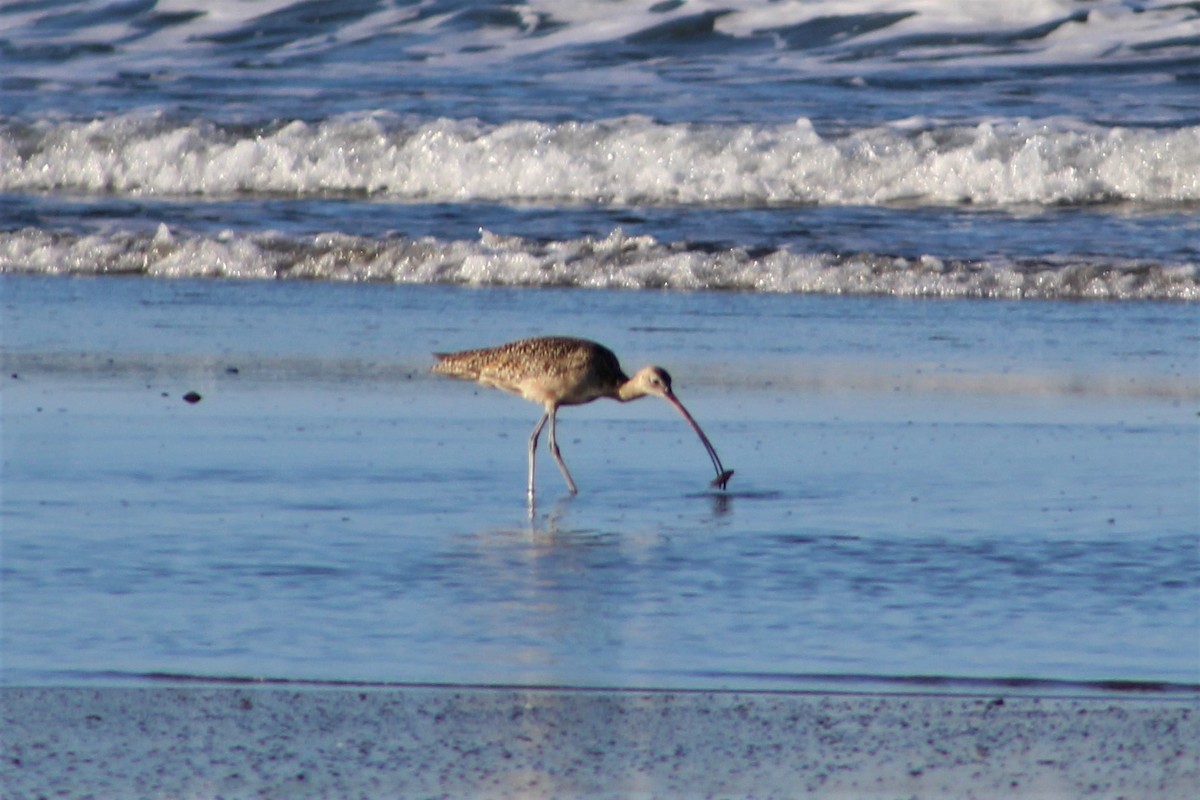 Long-billed Curlew - Steve Mulhall