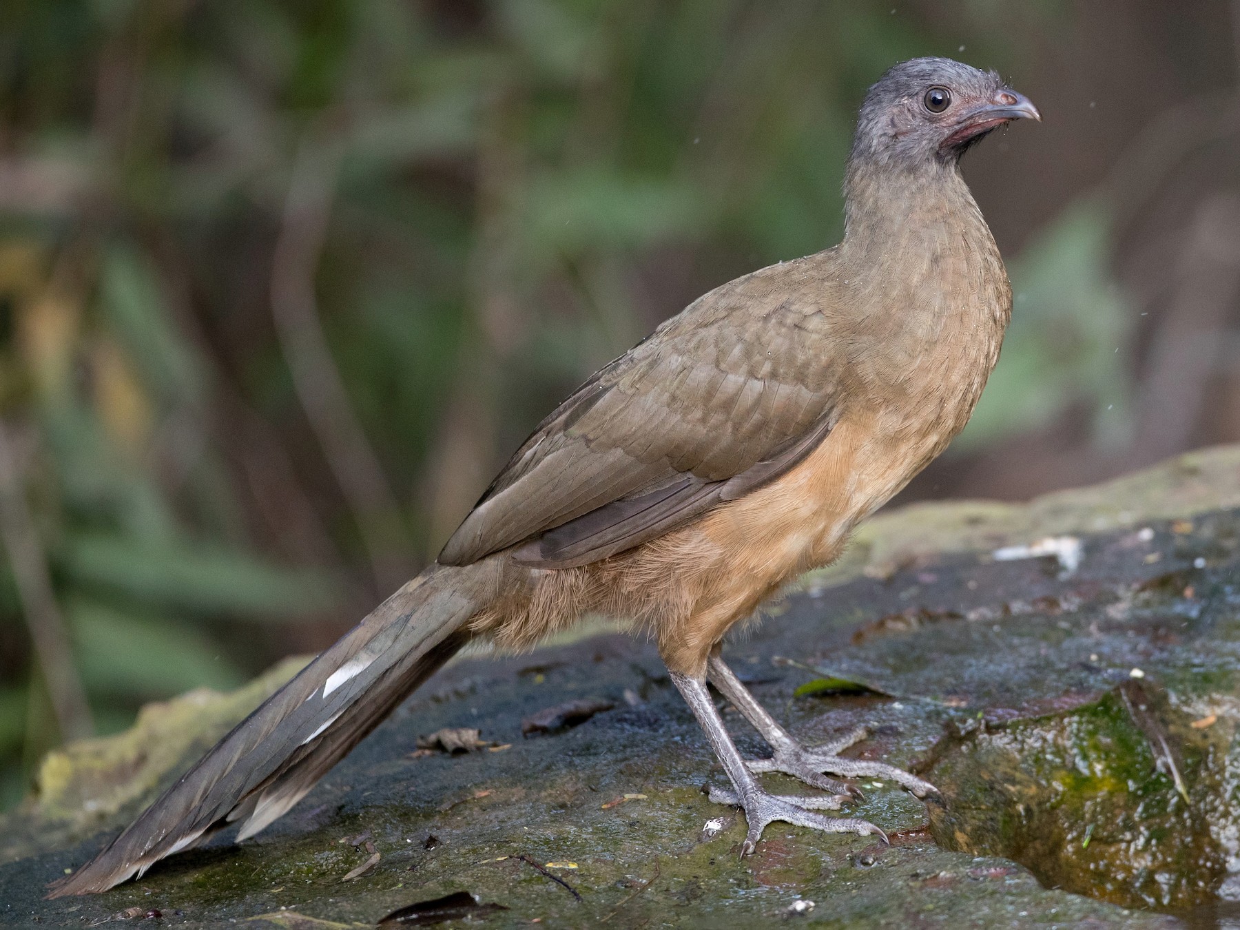 Plain Chachalaca - Ian Davies