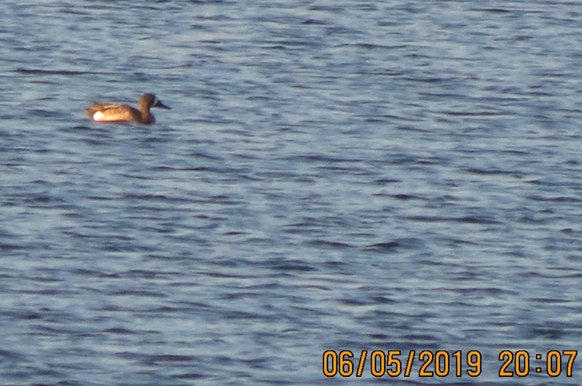 Blue-winged Teal - ML163094911