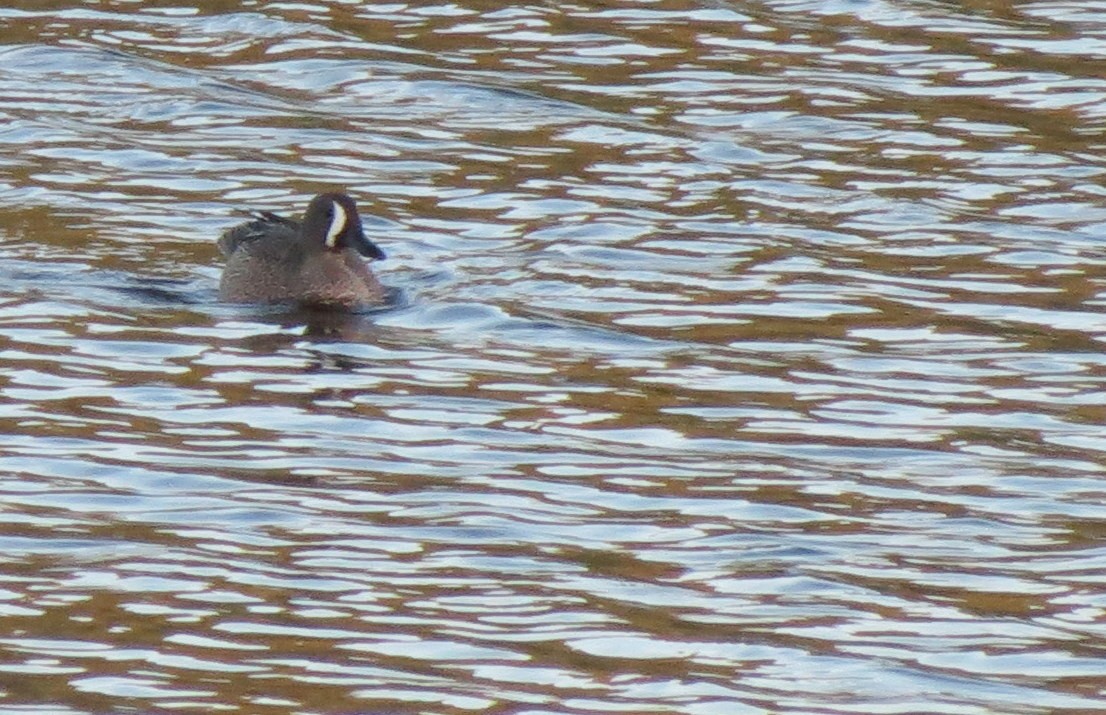 Blue-winged Teal - ML163094971