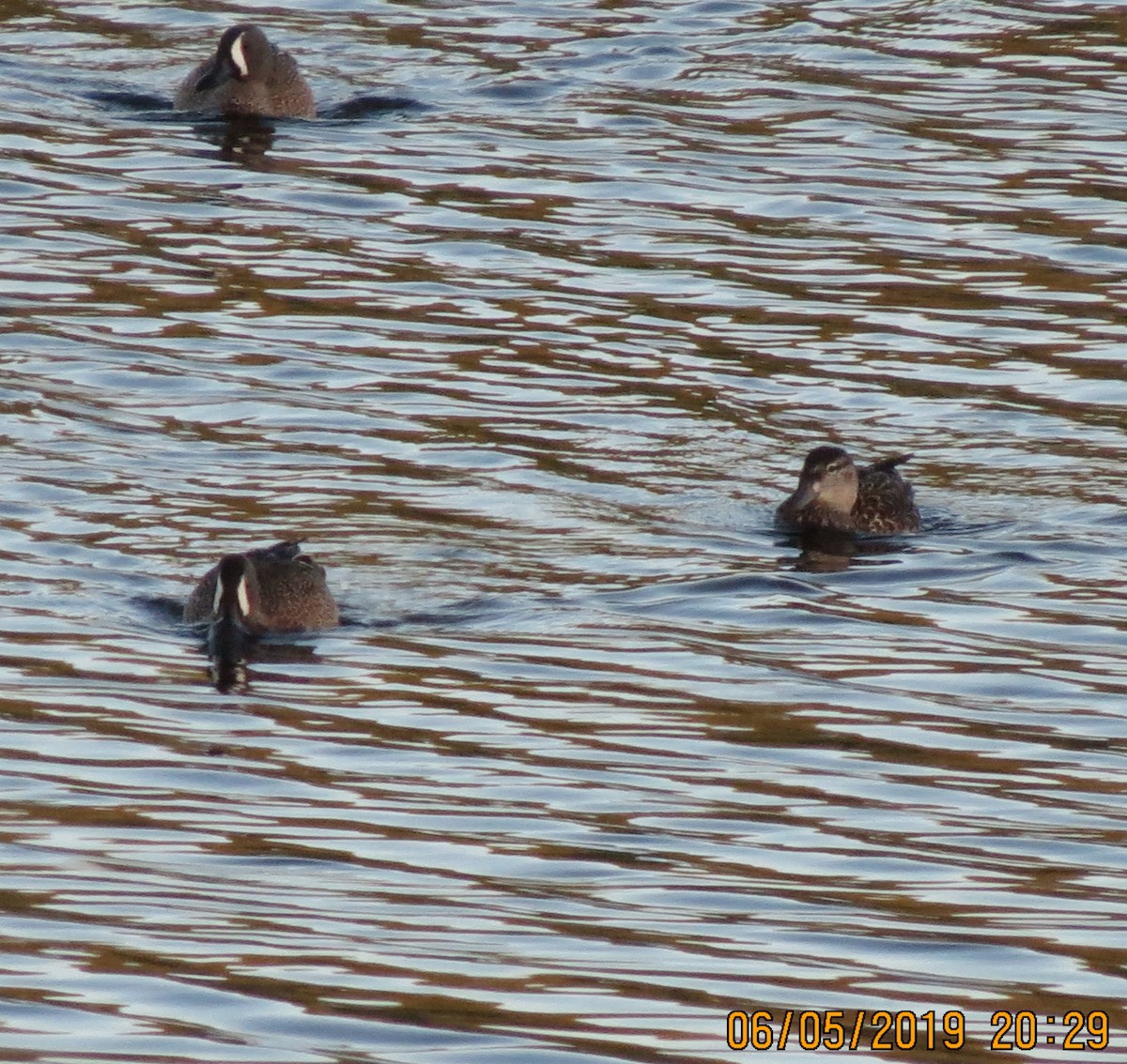 Blue-winged Teal - ML163094991