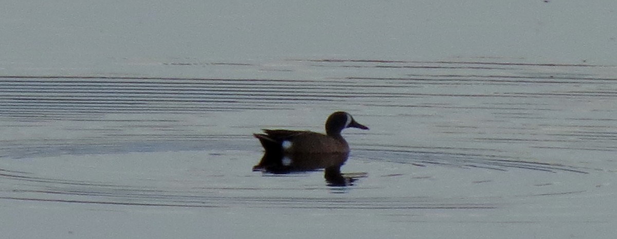 Blue-winged Teal - ML163095021