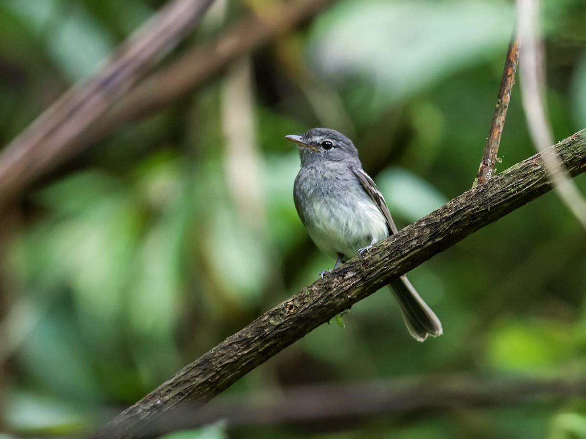 Gray-breasted Flycatcher - ML163095801