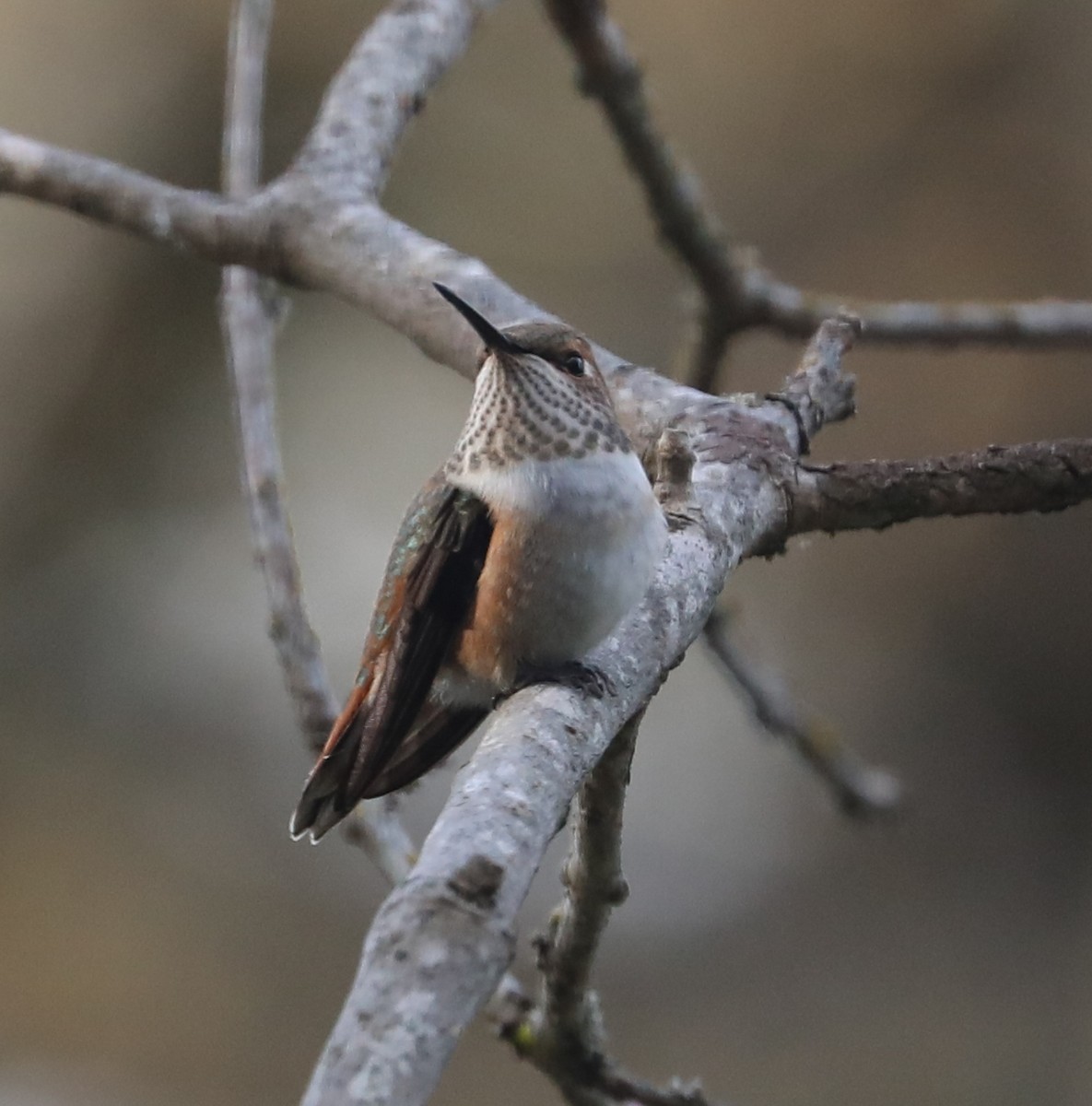 Rufous Hummingbird - ML163099931