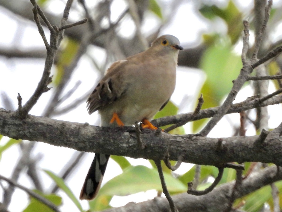 Long-tailed Ground Dove - ML163099981
