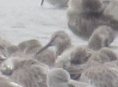 Red Knot - ML163101641