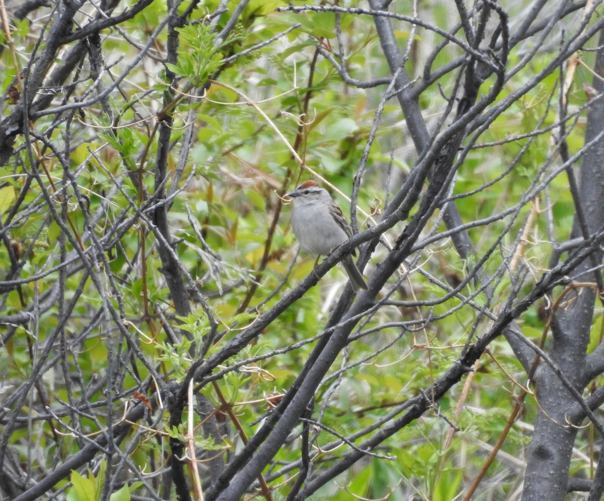 Chipping Sparrow - ML163102171