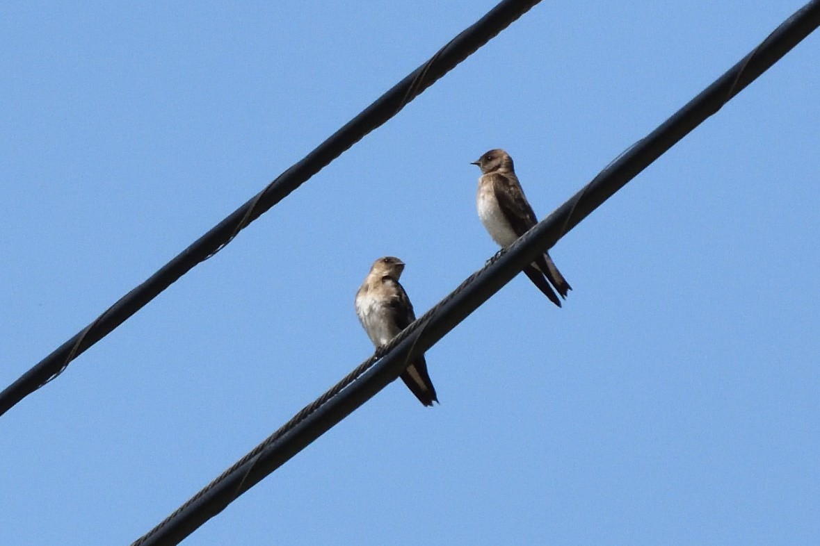 Northern Rough-winged Swallow - ML163103291